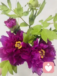 每个人的人生里都会遇到一场猝不及防的大雨，若你深陷雨中，愿有人为你撑伞！如果没有，也愿你有听雨的心情。
如果想征服生命中的焦虑，就活在当下，活在每一个呼吸里！
给各位宝子分享一下本人养的花仙子们，开心一下哦配图