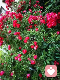 每个人的人生里都会遇到一场猝不及防的大雨，若你深陷雨中，愿有人为你撑伞！如果没有，也愿你有听雨的心情。
如果想征服生命中的焦虑，就活在当下，活在每一个呼吸里！
给各位宝子分享一下本人养的花仙子们，开心一下哦配图