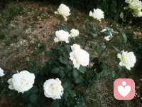 每个人的人生里都会遇到一场猝不及防的大雨，若你深陷雨中，愿有人为你撑伞！如果没有，也愿你有听雨的心情。
如果想征服生命中的焦虑，就活在当下，活在每一个呼吸里！
给各位宝子分享一下本人养的花仙子们，开心一下哦配图