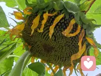 每个人的人生里都会遇到一场猝不及防的大雨，若你深陷雨中，愿有人为你撑伞！如果没有，也愿你有听雨的心情。
如果想征服生命中的焦虑，就活在当下，活在每一个呼吸里！
给各位宝子分享一下本人养的花仙子们，开心一下哦配图