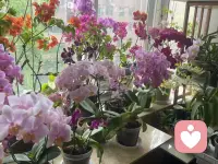 每个人的人生里都会遇到一场猝不及防的大雨，若你深陷雨中，愿有人为你撑伞！如果没有，也愿你有听雨的心情。
如果想征服生命中的焦虑，就活在当下，活在每一个呼吸里！
给各位宝子分享一下本人养的花仙子们，开心一下哦配图