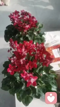 不高估自己在任何人心里的位置，
有些人喜欢就好，
不一定要拥有，
远远地看着也很美！
一生很漫长，
喜欢、合适、在一起，其实是三件不同的事！
我的焦虑是荒山上的一束火光，
我的爱是一座绿色的灯塔！
（和宝子们分享一下我曾经用心养过的花仙子，我们一起开心一下吧）配图