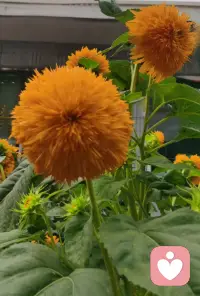 不高估自己在任何人心里的位置，
有些人喜欢就好，
不一定要拥有，
远远地看着也很美！
一生很漫长，
喜欢、合适、在一起，其实是三件不同的事！
我的焦虑是荒山上的一束火光，
我的爱是一座绿色的灯塔！
（和宝子们分享一下我曾经用心养过的花仙子，我们一起开心一下吧）配图