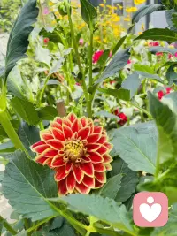 不高估自己在任何人心里的位置，
有些人喜欢就好，
不一定要拥有，
远远地看着也很美！
一生很漫长，
喜欢、合适、在一起，其实是三件不同的事！
我的焦虑是荒山上的一束火光，
我的爱是一座绿色的灯塔！
（和宝子们分享一下我曾经用心养过的花仙子，我们一起开心一下吧）配图