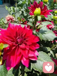 不高估自己在任何人心里的位置，
有些人喜欢就好，
不一定要拥有，
远远地看着也很美！
一生很漫长，
喜欢、合适、在一起，其实是三件不同的事！
我的焦虑是荒山上的一束火光，
我的爱是一座绿色的灯塔！
（和宝子们分享一下我曾经用心养过的花仙子，我们一起开心一下吧）配图