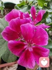 不高估自己在任何人心里的位置，
有些人喜欢就好，
不一定要拥有，
远远地看着也很美！
一生很漫长，
喜欢、合适、在一起，其实是三件不同的事！
我的焦虑是荒山上的一束火光，
我的爱是一座绿色的灯塔！
（和宝子们分享一下我曾经用心养过的花仙子，我们一起开心一下吧）配图