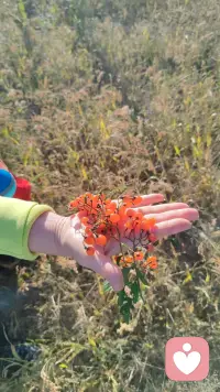 不高估自己在任何人心里的位置，
有些人喜欢就好，
不一定要拥有，
远远地看着也很美！
一生很漫长，
喜欢、合适、在一起，其实是三件不同的事！
我的焦虑是荒山上的一束火光，
我的爱是一座绿色的灯塔！
（和宝子们分享一下我曾经用心养过的花仙子，我们一起开心一下吧）配图