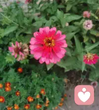 不高估自己在任何人心里的位置，
有些人喜欢就好，
不一定要拥有，
远远地看着也很美！
一生很漫长，
喜欢、合适、在一起，其实是三件不同的事！
我的焦虑是荒山上的一束火光，
我的爱是一座绿色的灯塔！
（和宝子们分享一下我曾经用心养过的花仙子，我们一起开心一下吧）配图