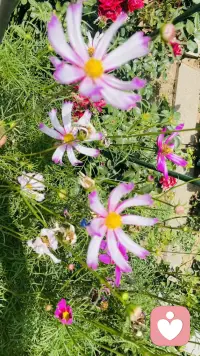 不高估自己在任何人心里的位置，
有些人喜欢就好，
不一定要拥有，
远远地看着也很美！
一生很漫长，
喜欢、合适、在一起，其实是三件不同的事！
我的焦虑是荒山上的一束火光，
我的爱是一座绿色的灯塔！
（和宝子们分享一下我曾经用心养过的花仙子，我们一起开心一下吧）配图