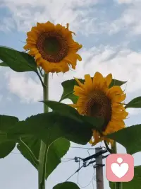 当我们努力使自己变得比现在更好的时候，我们周围的一切也会变得更好！配图