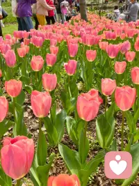春光放慢了脚步，只为等一朵花开。配图