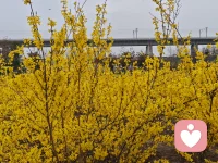 花开的时节出来看看，闻闻花香，听听鸟鸣，驻足看看来往的行人。配图
