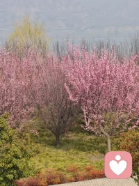 花开的时节出来看看，闻闻花香，听听鸟鸣，驻足看看来往的行人。配图