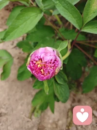 单单一朵花它也是美的，但是有了绿叶的陪衬，更能显出它的妖娆。就好似一个人行路，觉得终点那么远，如果有人在身边相陪，就会发现一路上有不同的风景，终点也不那么遥远。配图