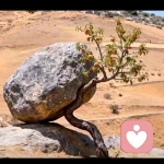 绿帽情节的头像