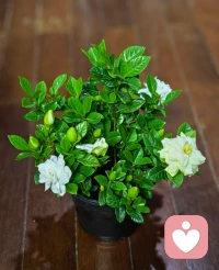 晚上好，倾听师已就位，准备接单，我深知每一种情绪都值得被看见，每一个故事都是独一无二，在这里没有评判只有理解与接纳，不管是难以启齿的秘密还是无法释怀的过往，又或者是突如其来的焦虑，我都会全身心投入，给你最贴心的陪伴，助你舒缓情绪，重新拥抱生活的美好💐🌹。