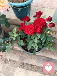 晚上好，倾听师已就位，准备接单，我深知每一种情绪都值得被看见，每一个故事都是独一无二，在这里没有评判只有理解与接纳，不管是难以启齿的秘密还是无法释怀的过往，又或者是突如其来的焦虑，我都会全身心投入，给你最贴心的陪伴，助你舒缓情绪，重新拥抱生活的美好💐🌹。