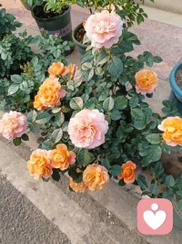 晚上好，倾听师已就位，准备接单，我深知每一种情绪都值得被看见，每一个故事都是独一无二，在这里没有评判只有理解与接纳，不管是难以启齿的秘密还是无法释怀的过往，又或者是突如其来的焦虑，我都会全身心投入，给你最贴心的陪伴，助你舒缓情绪，重新拥抱生活的美好💐🌹。