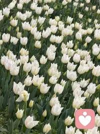 花不会一直开，但一直会有花开💐配图