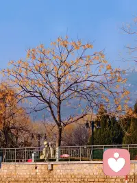 你看，阳光从未要求花朵必须开得多灿烂。现在的你，本自具足。配图