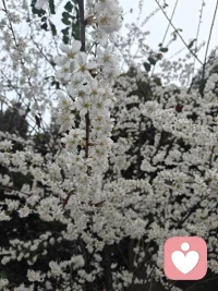 我不劝你坚强，只陪你自愈。听你心事，守你秘密，暖你岁月，愿你历经风雨，依旧觉得人间值得，涅槃重生。配图