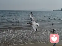 风掠过海面，把自由写进翅膀里。
海鸥与浪涛共舞，日子也变得轻盈又辽阔。
愿我们都能像它们一样，在天地间自在翱翔。