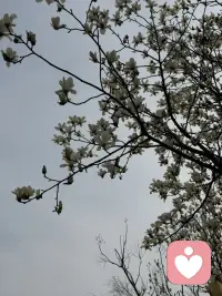 总有山不清
总有月不明