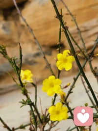 今天的风很软，阳光也暖，别总盯着那些没做好的事啦，你已经在慢慢变好啦配图