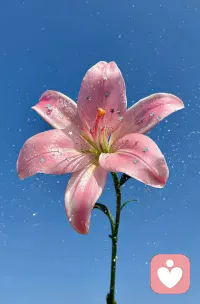 生活偶尔会泼你一身风雨，但总有暖阳会穿过云层落在你肩头，抚平你所有积攒已久的委屈。☔️🌻