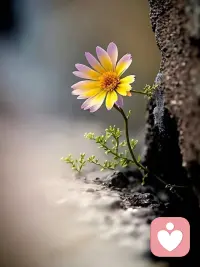 风来听风 花开赏花 好好生活 慢慢相遇 。🌻