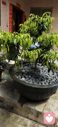 绿色不仅仅是春色