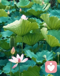 世间总有难言的苦衷，也总有无处安放的情绪。不用勉强自己合群，也不用逼自己事事懂事。我做你的专属倾听者，安静听你倾诉，懂你的无奈，接纳你的脆弱，陪你慢慢自愈，陪你度过难熬的时刻。配图