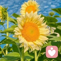 回头看看风雨，抬头看看蓝天，叶片上洒满了阳光，平静的渡过每一天配图