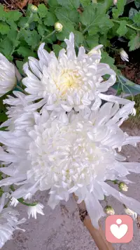 张雪峰先生，愿您一路走好。
 
这位生于齐齐哈尔盐碱地的东北汉子，本名张子彪，却用半生光阴，为千万普通家庭点亮了升学的灯塔 。从2016年那段引爆全网的《七分钟解读34所985高校》开始，您就成了这个时代最接地气的“升学翻译官”。您把复杂的招生规则拆解成段子，把高冷的985院校说成“大漠孤狼”与“江南俏姑娘”，让无数寒门学子在迷茫中找到了方向。
 
您是平民学子的逆袭者。毕业于郑州大学给排水工程专业，您从北漂讲师做起，跑遍高校自习室，凭扎实的专业积累与直白的表达圈粉。您从未忘记初心，一边创办峰学蔚来深耕志愿填报，一边坚持公益讲座与直播答疑，用数据与真话帮普通家庭避开“天坑专业”，填平教育信息差 。您说“分数有高低，出路无贵贱”，这句话成了无数家庭的定海神针。
 
您也是争议的焦点。有人赞您是打破信息壁垒的破局者，也有人批评您过于功利，过度推崇实用学科、消解人文价值。但不可否认的是，您的出现，折射出社会转型期教育供给与大众需求的错位——当公共指导缺位时，民间的“现实算法”便成了许多家庭的救命稻草。
 
如今，您永远留在了2026年的春天。但您留下的不仅是数据与经验，更是一种直面现实的勇气。愿后来者继续传承您的初心，让教育既扎根生存的土壤，也能生长出理想的枝叶。
 
张雪峰，这位平民升学的守望者，一路走好。配图