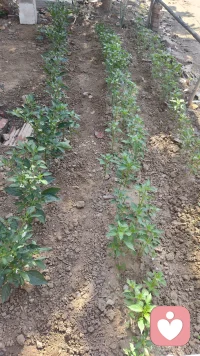 看到这些小生命每一天都有新的变化，真的有一种被治愈的感觉～