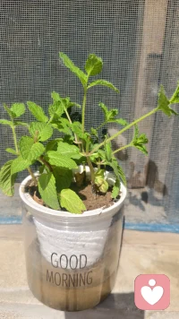 看到这些小生命每一天都有新的变化，真的有一种被治愈的感觉～