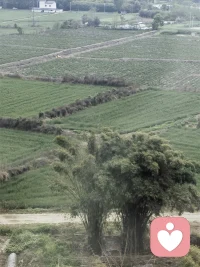 旷野之上，天地之间，生灵之息，万物可爱配图