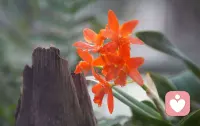 “温暖阳光的生活”并不是指永远没有烦恼，而是一种主动选择的生活状态。就是在日常中主动发现和创造美好，像向日葵一样始终朝向有光的那面。它不意味着问题消失，而是你拥有了面对问题时的平静与勇气。你可以从今晚睡前写下今天的三件小确幸开始，比如：阳光很好、吃到美食、听到喜欢的歌。这小小的练习，会慢慢打开你感受生活温暖的那扇窗。配图