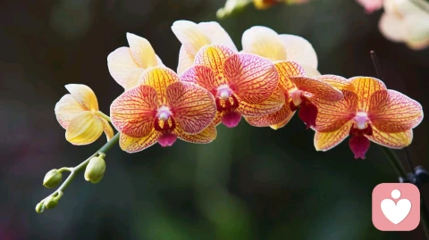 成都人的休闲生活