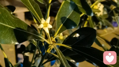 走马灯是一生只触发一次的人体设定