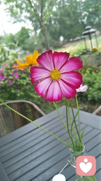 很多身体的警报就是我们的——情绪
不要小看“它”哦
它在开心的时候会调动我们身体的内在细胞开“大party”
现在就让我们自己狂欢起来吧