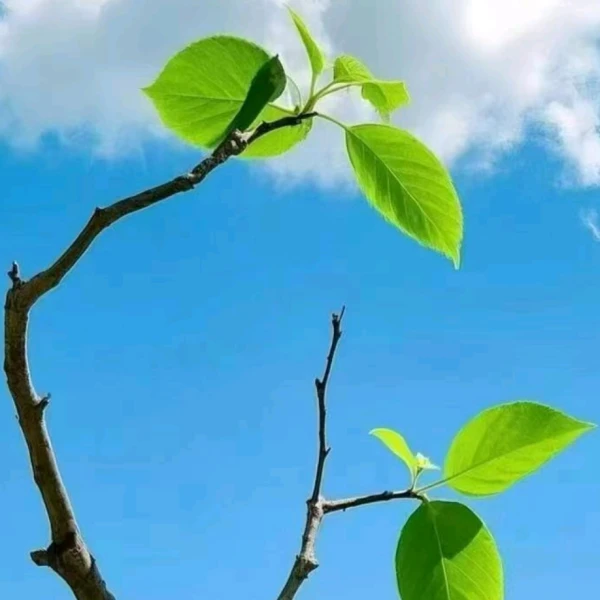 小莫（听你碎碎念）