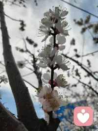 吹着风、晒着太阳，顺便把生活调成“慢放模式”——不赶时间，只赶心情。🌹🌹🌹配图