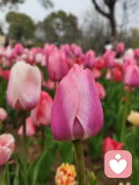麦家说：“其实人不一定要往高处走，也可以往四处走，人不能一直做正确的选择，偶尔也要做喜欢的选择，与其成为更好的自己，不如更好的成为自己。按自己的节奏活着，便是人间值得！”配图