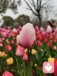 晨光正好，万物可爱。愿你今天遇见的每一张笑脸，都发自真心；愿你缔结的每一段关系，都轻松自在。