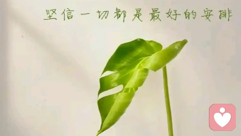 允许一切发生\n \n生活从不是按部就班的剧本，总有突如其来的风雨，事与愿违的遗憾，求而不得的失落。与其在执念里挣扎，在焦虑中内耗，不如学会允许一切发生，以从容