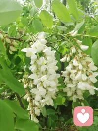 路过街角，忽然撞见一簇簇雪白的槐花，缀在枝头随风轻晃，清甜的香气漫过来，一瞬间就撞开了尘封的童年记忆。
 
     那时的春天，总因这一树槐花变得热闹。大人们搬来长杆，轻轻敲打枝头，雪白的槐花便纷纷扬扬落下，我们蹲在地上，笑着闹着捡拾满满一篮。最期待的，便是妈妈做的槐花美食。
      新鲜的槐花细细洗净，沥干水分，拌上雪白的面粉，让每一片花瓣都裹上薄薄一层粉，上锅蒸熟。蒸好的槐花，带着天然的清甜，绵软又清香。妈妈再捣好香浓的蒜泥，调上香油、盐和少许醋，做成鲜香的酱汁，往热腾腾的槐花上一浇，瞬间香气四溢。夹一筷子入口，槐花的清甜混着蒜泥的醇香，清鲜不腻，满口都是春天的味道。那是独属于童年的滋味，简单朴素，却鲜得让人难忘；那藏在花香里的童年温情，永远留在心底，成了岁月里最温柔的念想。配图