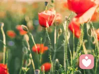 五月芳华尽，六月夏日长。配图