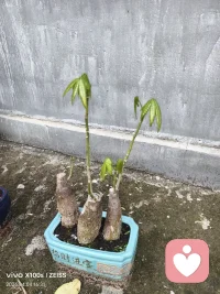 就像我种的这棵发财树，我只是给它换了个环境便舒展出新的绿意。人生不必困于当下的处境，试着换个环境，换个心境，时光便会回馈你一树一树的生机。🌱