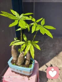 就像我种的这棵发财树，我只是给它换了个环境便舒展出新的绿意。人生不必困于当下的处境，试着换个环境，换个心境，时光便会回馈你一树一树的生机。🌱